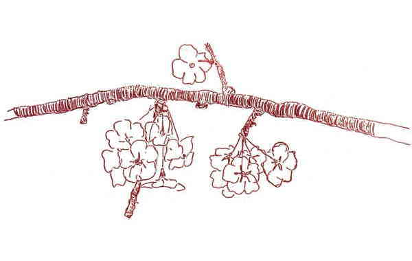 Illustration zu 'Alles still in süßer Ruh' von Frank Walka