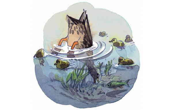 Illustration zu 'Alle meine Entchen' von Markus Lefrançois