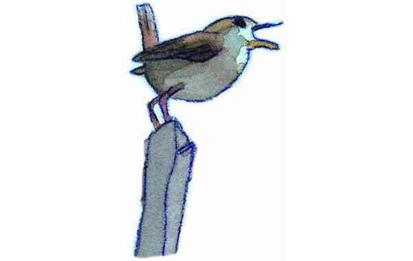 Illustration zu 'Ich bin der Stimmakrobat' von Markus Lefrançois