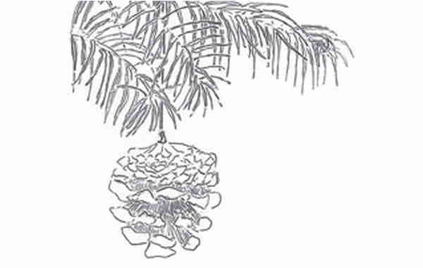 Illustration zu 'Am Weihnachtsbaum die Lichter brennen' von Frank Walka