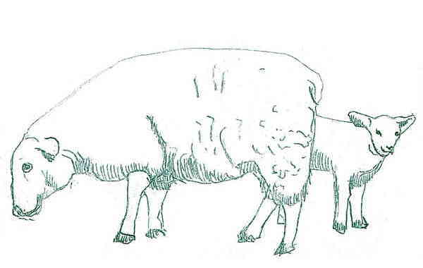 Illustration zu 'Abu, abu, abua' von Frank Walka