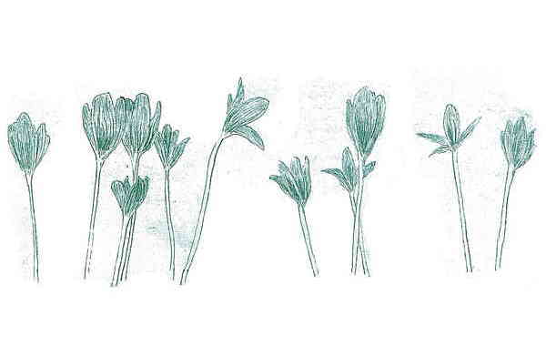 Illustration zu 'Spi, maco spi' von Frank Walka