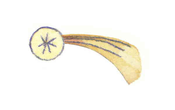 Illustration zu 'Sanna, sannanina' von Markus Lefrancois