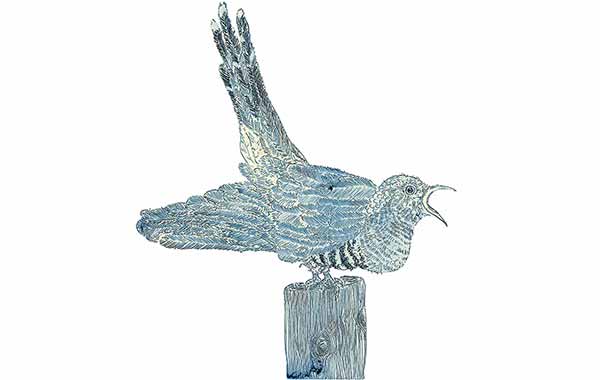 Illustration zu 'Al canto del cucù 