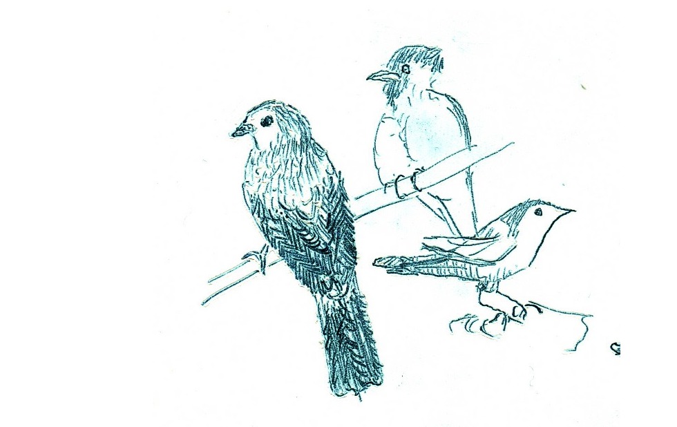 Illustration zu »Abua, puiut de cuc« von Frank Walka