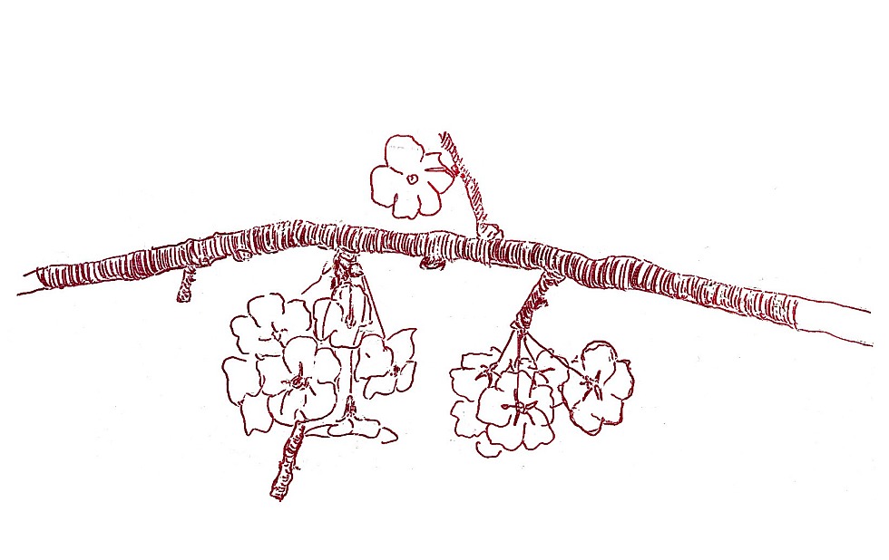 Illustration zu »A le le« von Frank Walka