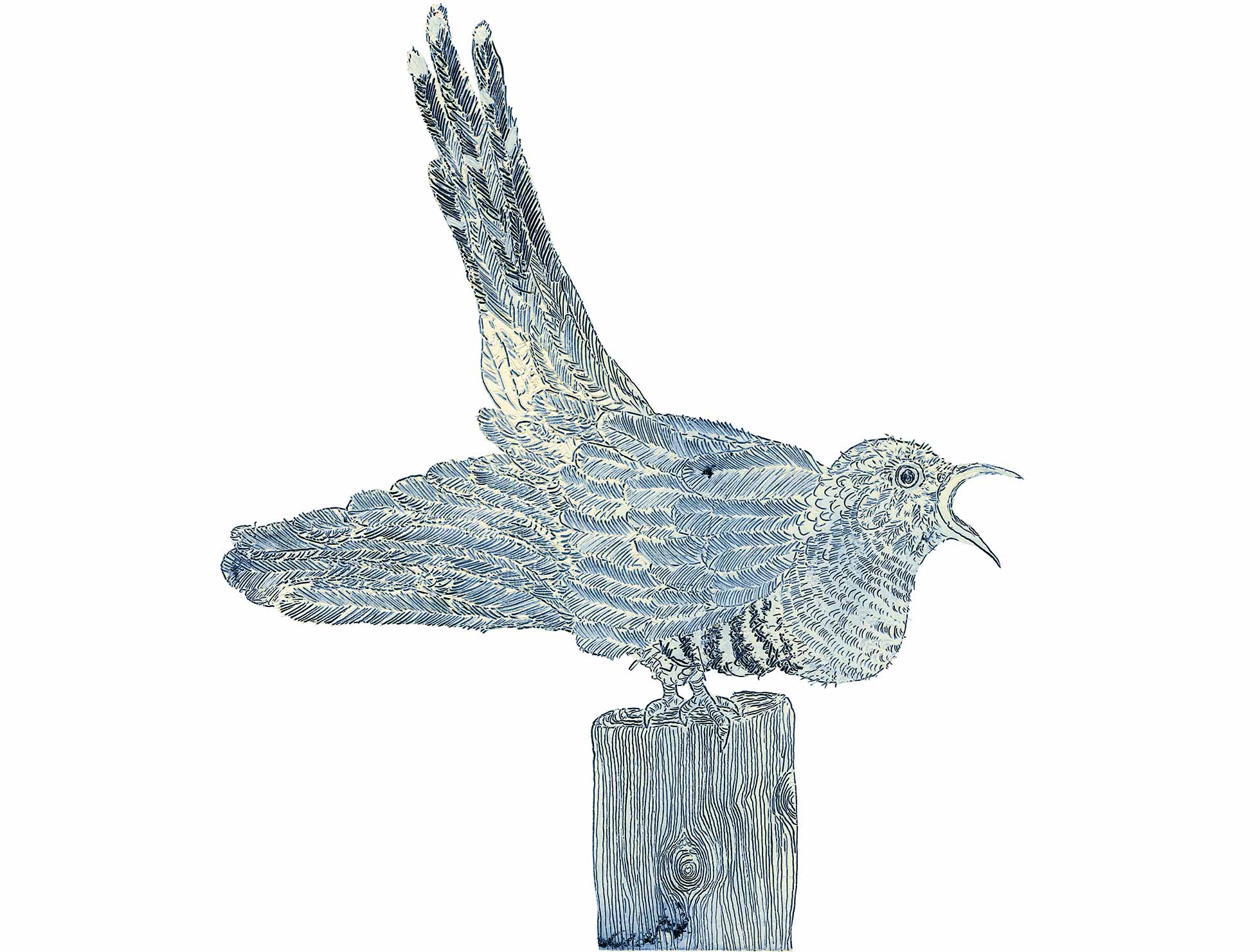 Illustration zu »Al canto del cucù 